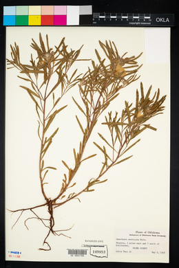 Oenothera serrulata image