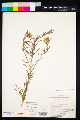 Oenothera serrulata image