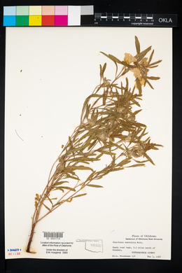 Oenothera serrulata image