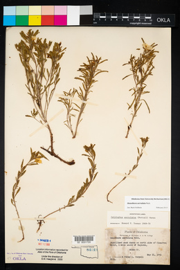 Oenothera serrulata image