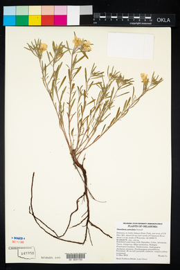 Oenothera serrulata image