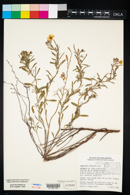 Oenothera serrulata image