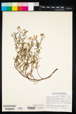 Oenothera serrulata image