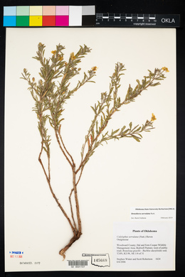 Oenothera serrulata image