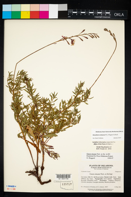 Oenothera sinuosa image