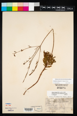 Oenothera sinuosa image