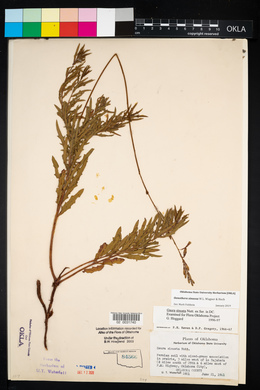 Oenothera sinuosa image