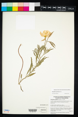 Oenothera pallida image