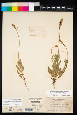 Oenothera suffulta image