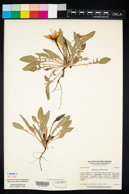 Oenothera triloba image