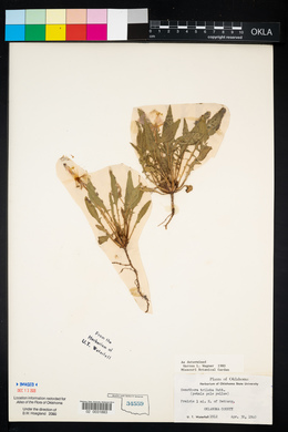 Oenothera triloba image