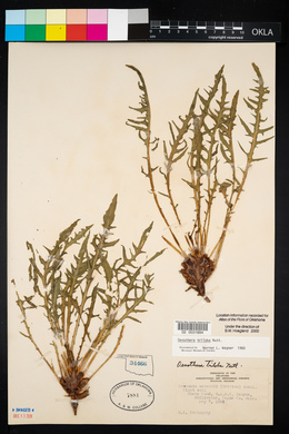 Oenothera triloba image