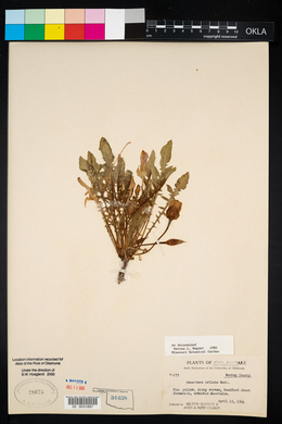 Oenothera triloba image