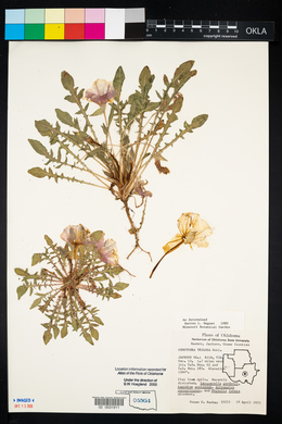 Oenothera triloba image