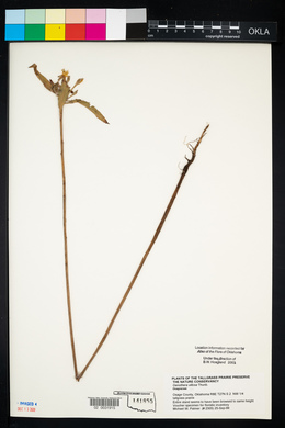 Oenothera villosa image