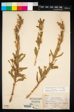 Oenothera villosa image