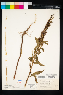 Oenothera villosa image