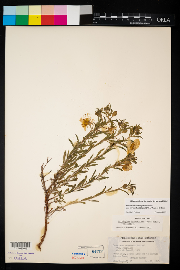 Oenothera berlandieri subsp. berlandieri image