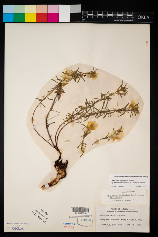 Oenothera berlandieri subsp. berlandieri image
