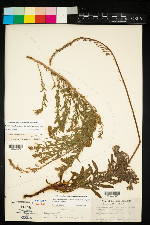 Oenothera cinerea image