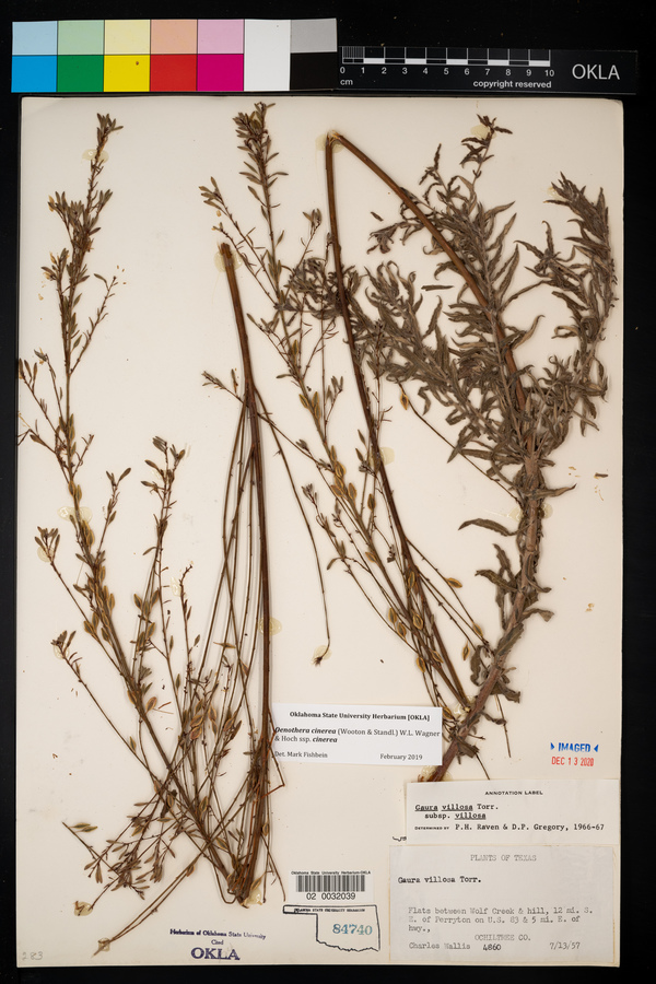 Oenothera cinerea image