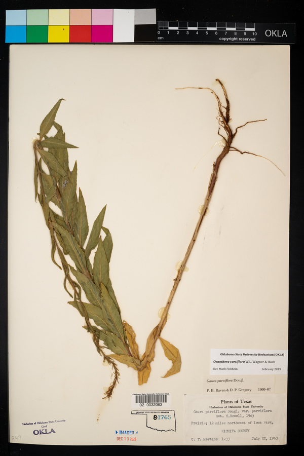 Oenothera curtiflora image