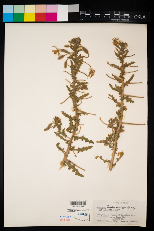 Oenothera engelmannii image
