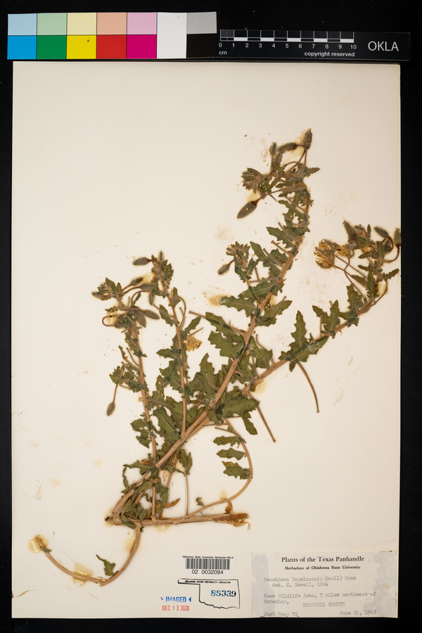 Oenothera engelmannii image