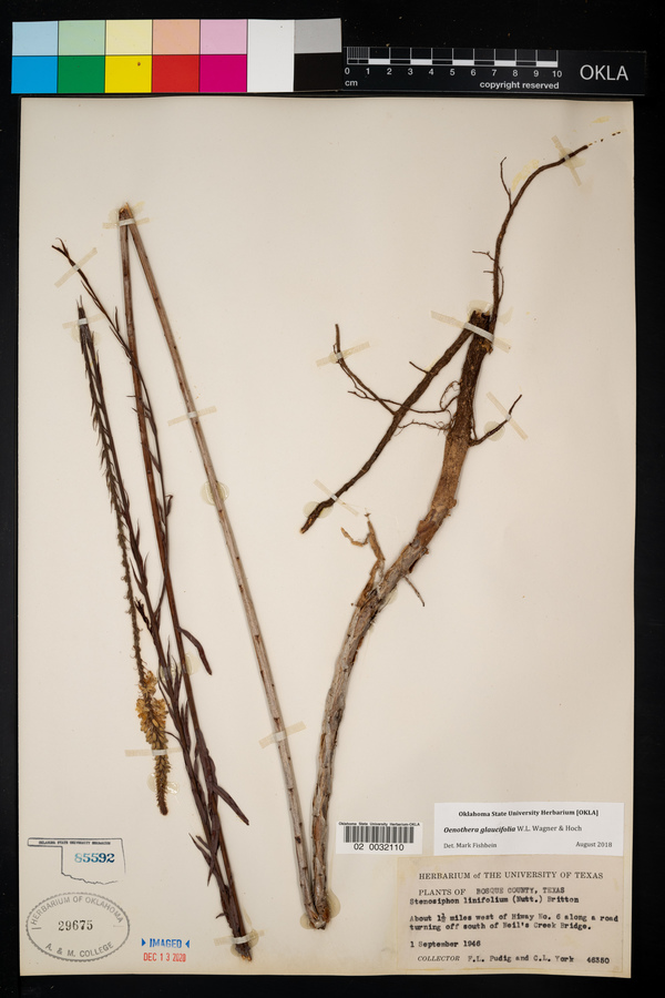 Oenothera glaucifolia image