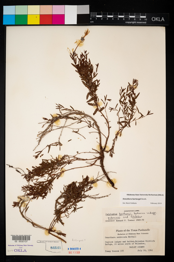 Calylophus hartwegii ssp. hartwegii image