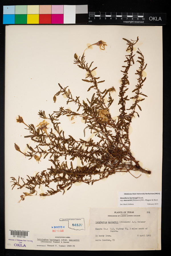 Calylophus hartwegii subsp. maccartii image