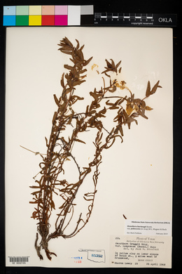 Calylophus hartwegii subsp. pubescens image