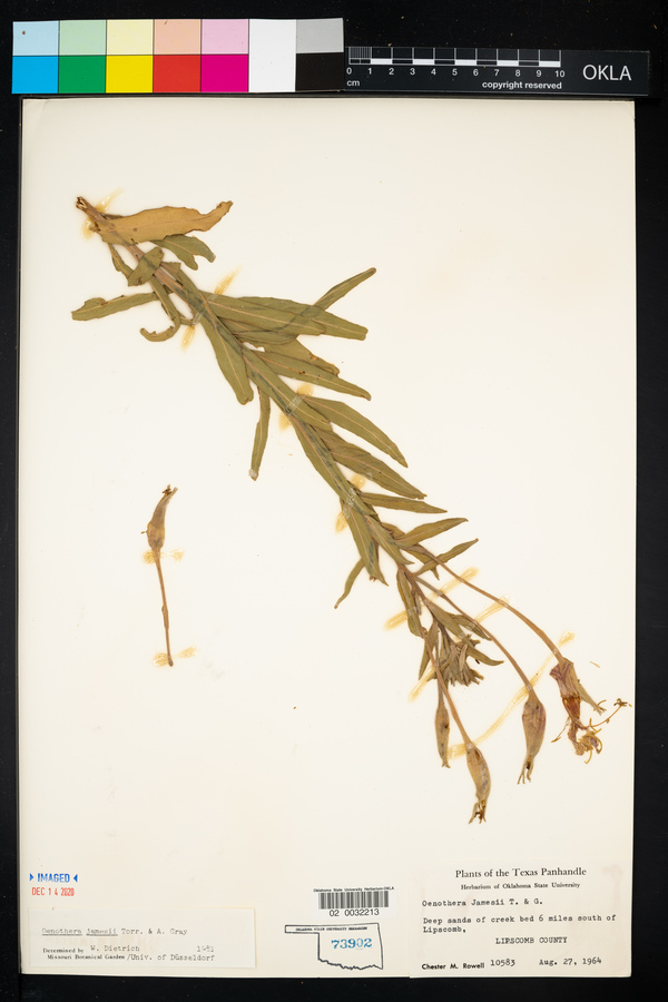 Oenothera jamesii image