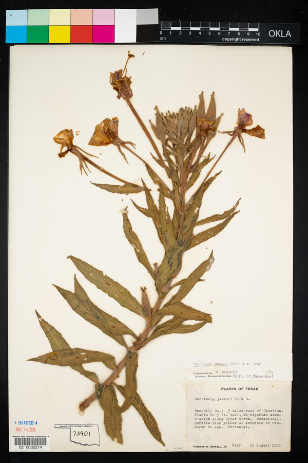 Oenothera jamesii image