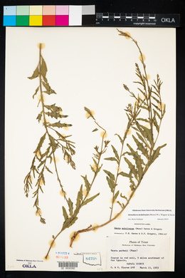 Oenothera mckelveyae image