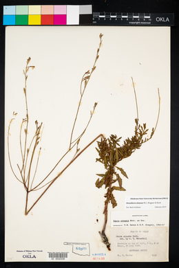 Oenothera sinuosa image