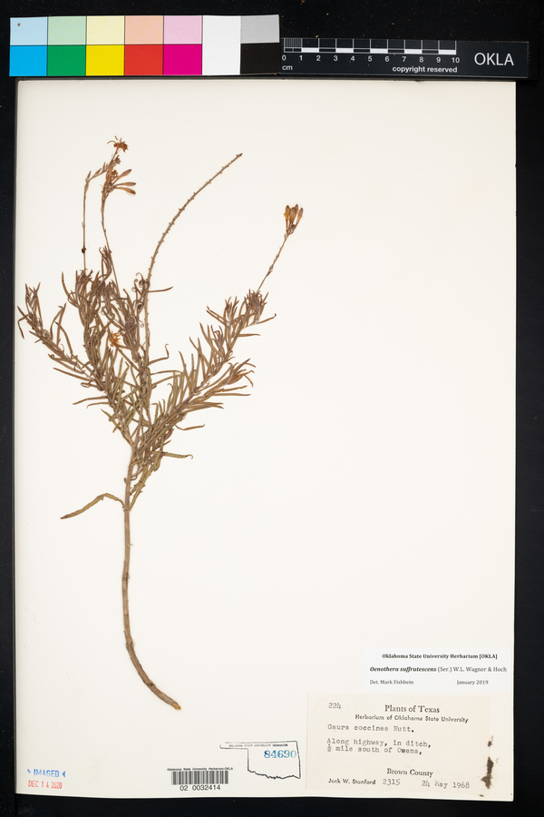 Oenothera suffrutescens image