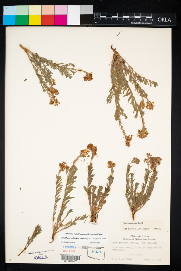 Oenothera suffrutescens image