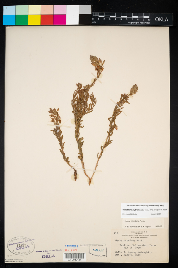 Oenothera suffrutescens image