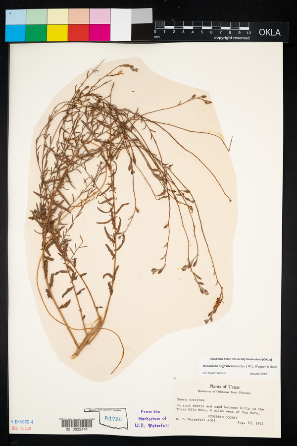 Oenothera suffrutescens image