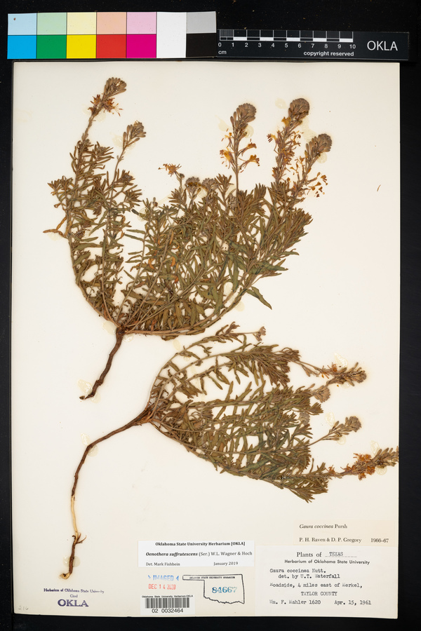 Oenothera suffrutescens image