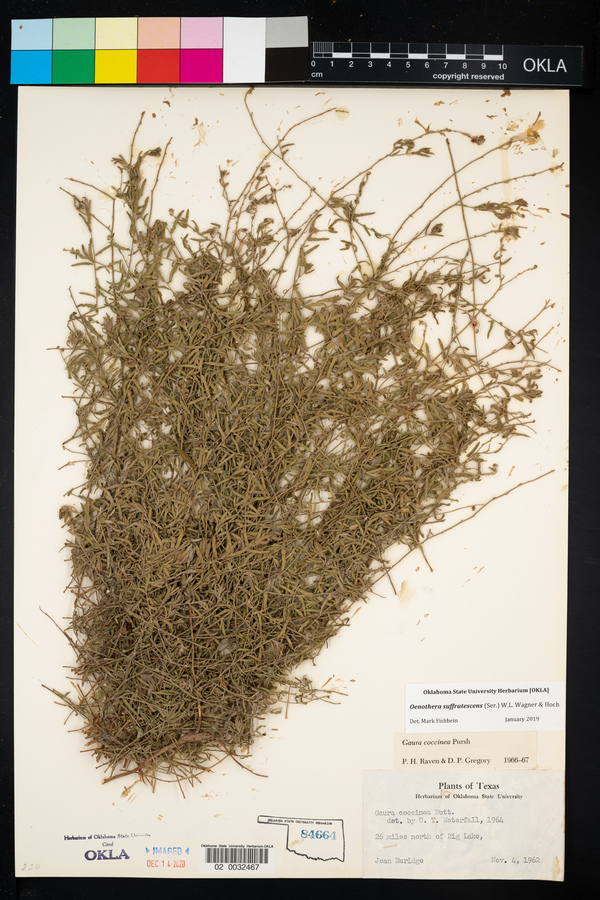 Oenothera suffrutescens image