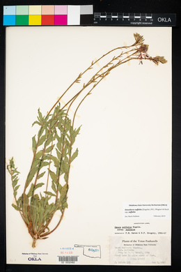 Oenothera suffulta subsp. suffulta image
