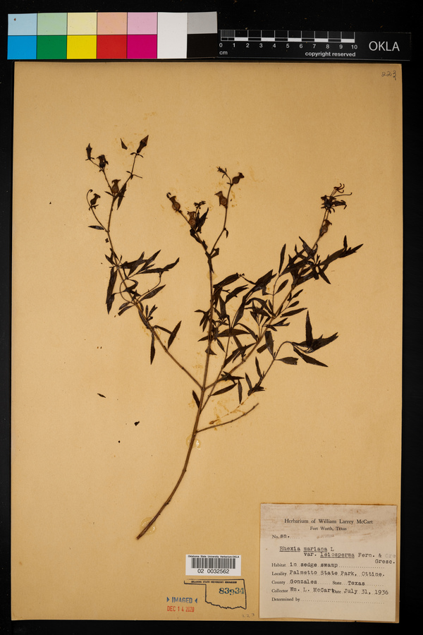 Rhexia mariana var. leiosperma image