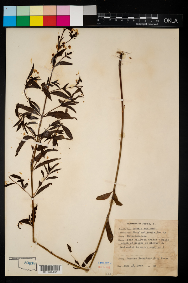 Rhexia image