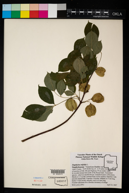 Staphylea trifolia image