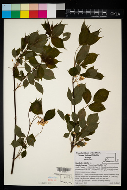 Staphylea trifolia image