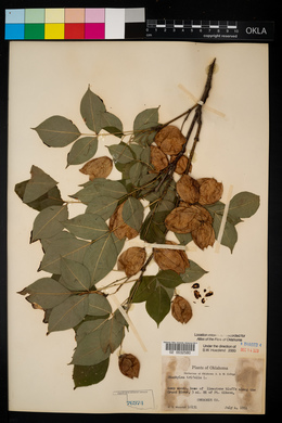 Staphylea trifolia image