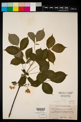 Staphylea trifolia image