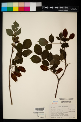 Staphylea trifolia image